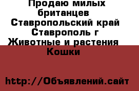 Продаю милых британцев - Ставропольский край, Ставрополь г. Животные и растения » Кошки   